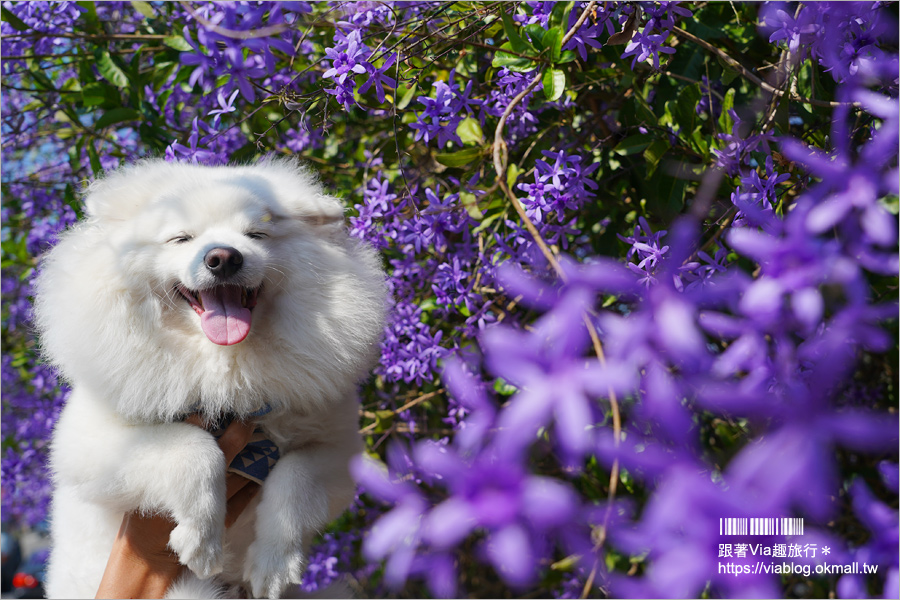 中寮景點》671茶花園錫葉藤盛開中～春季限定！浪漫的紫色花藤來報到，爆紅秘境看這篇！