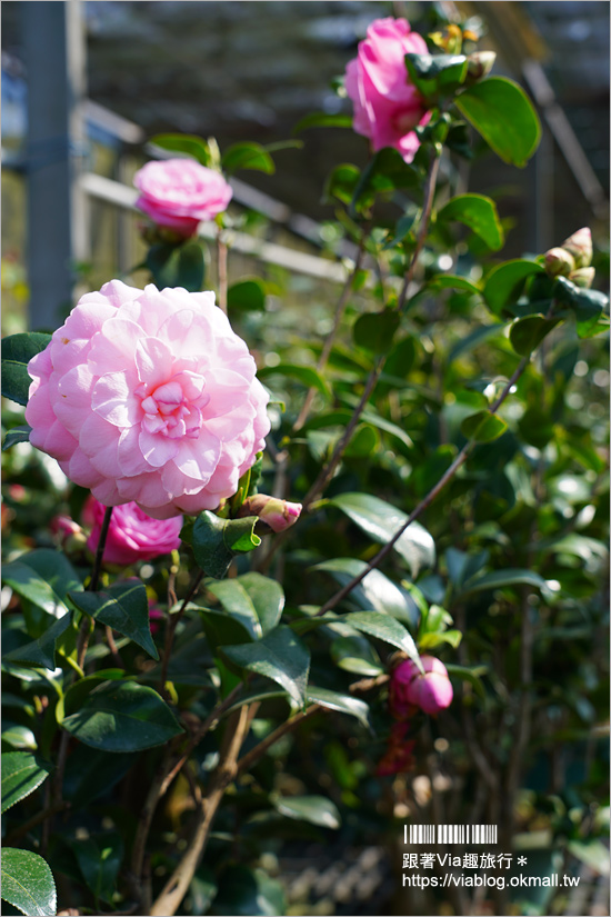 中寮景點》671茶花園錫葉藤盛開中～春季限定！浪漫的紫色花藤來報到，爆紅秘境看這篇！