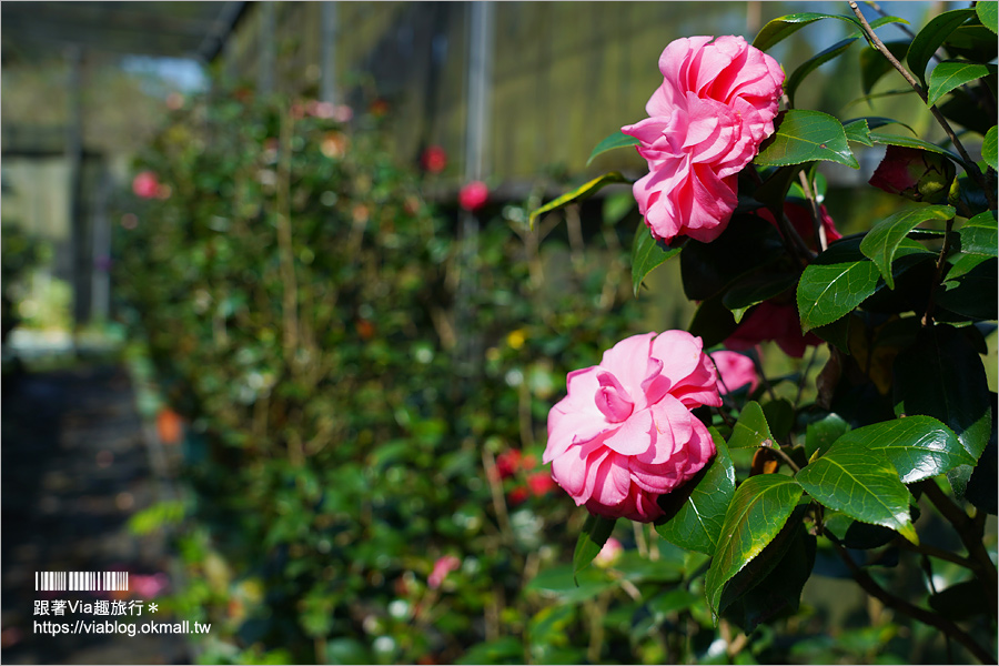 中寮景點》671茶花園錫葉藤盛開中～春季限定！浪漫的紫色花藤來報到，爆紅秘境看這篇！