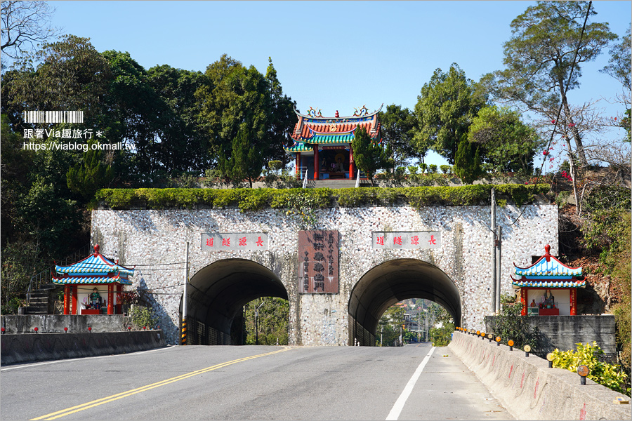 中寮景點》671茶花園錫葉藤盛開中～春季限定！浪漫的紫色花藤來報到，爆紅秘境看這篇！