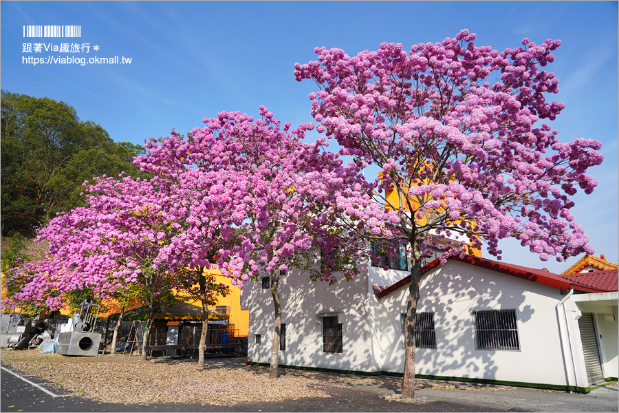 埔里洋紅風鈴木》埔里靈巖山寺～洋紅風鈴木大盛開！粉紅色大爆發的超美新秘境登場！