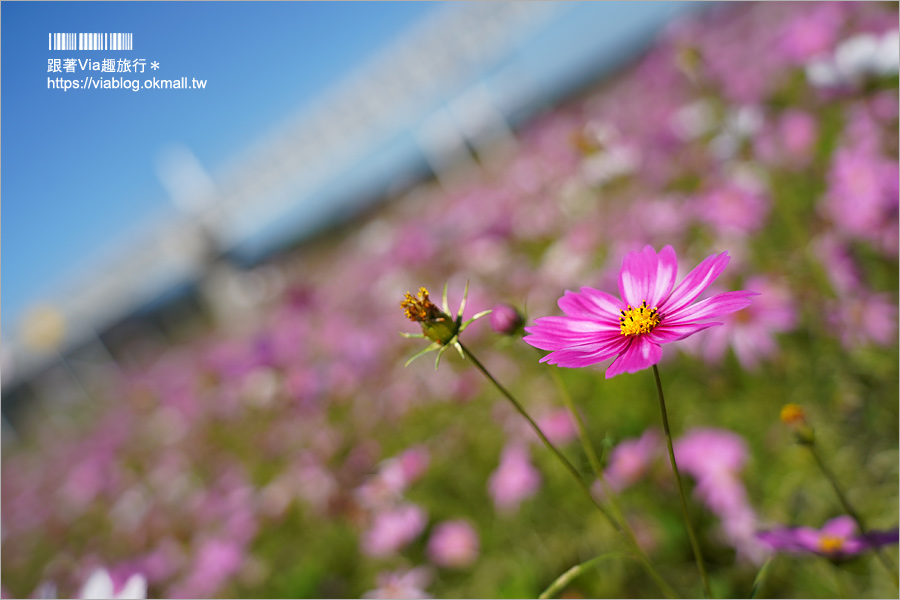 南投浪漫情人橋》春節走春景點推薦～花海、水舞、情人橋免費參觀！日夜雙景都精彩！