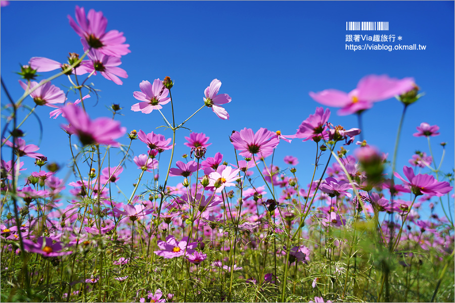 南投浪漫情人橋》春節走春景點推薦～花海、水舞、情人橋免費參觀！日夜雙景都精彩！