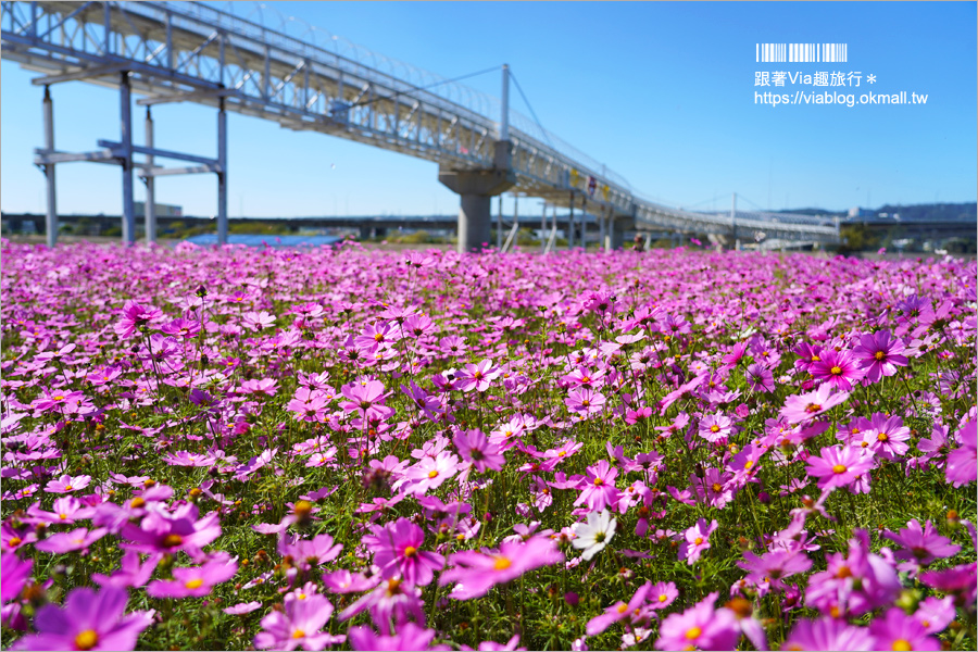 南投浪漫情人橋》春節走春景點推薦～花海、水舞、情人橋免費參觀！日夜雙景都精彩！