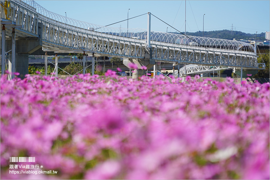 南投浪漫情人橋》春節走春景點推薦～花海、水舞、情人橋免費參觀！日夜雙景都精彩！