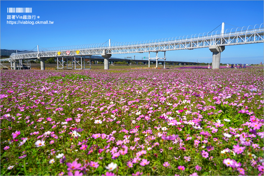 南投浪漫情人橋》春節走春景點推薦～花海、水舞、情人橋免費參觀！日夜雙景都精彩！