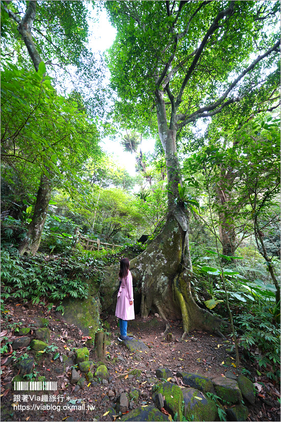 台北溫泉推薦》三峽大板根溫泉渡假村～森林漫步、溫泉SPA雙重滿足！三代同堂都能歡樂共遊的夢幻渡假村！