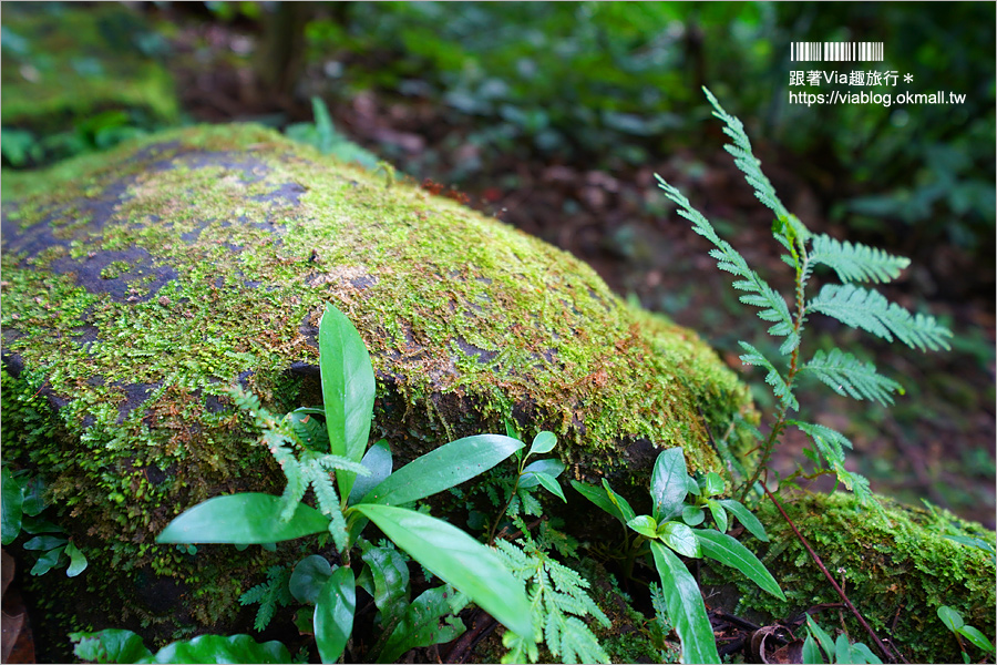 台北溫泉推薦》三峽大板根溫泉渡假村～森林漫步、溫泉SPA雙重滿足！三代同堂都能歡樂共遊的夢幻渡假村！