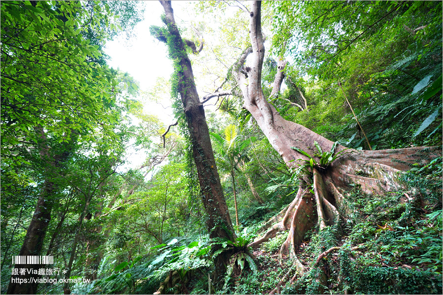 台北溫泉推薦》三峽大板根溫泉渡假村～森林漫步、溫泉SPA雙重滿足！三代同堂都能歡樂共遊的夢幻渡假村！