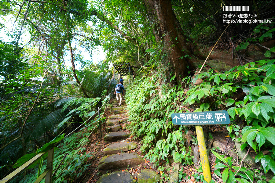 台北溫泉推薦》三峽大板根溫泉渡假村～森林漫步、溫泉SPA雙重滿足！三代同堂都能歡樂共遊的夢幻渡假村！