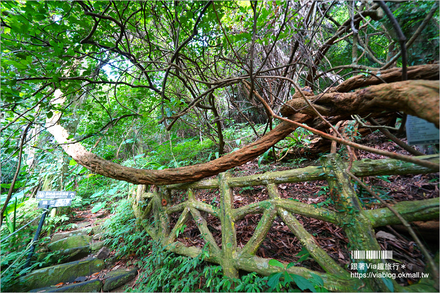 台北溫泉推薦》三峽大板根溫泉渡假村～森林漫步、溫泉SPA雙重滿足！三代同堂都能歡樂共遊的夢幻渡假村！