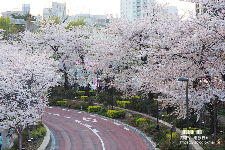 東京櫻花推薦》必去超美夜櫻景點！六本木～東京中城櫻花通(東京中城さくら坂)／一生難忘！此行最浪漫的夜櫻就在這！