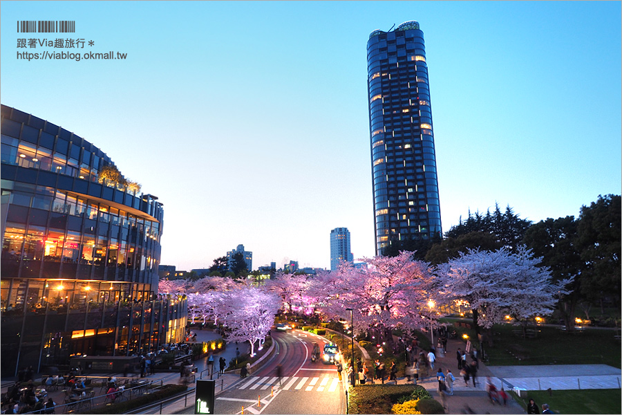 東京櫻花推薦》必去超美夜櫻景點！六本木～東京中城櫻花通(東京中城さくら坂)／一生難忘！此行最浪漫的夜櫻就在這！