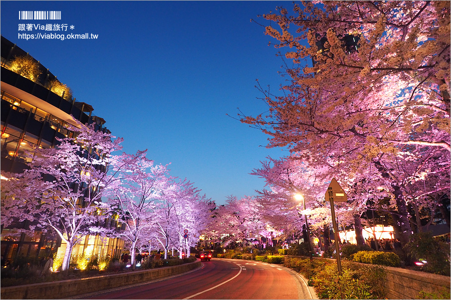 東京櫻花推薦》必去超美夜櫻景點！六本木～東京中城櫻花通(東京中城さくら坂)／一生難忘！此行最浪漫的夜櫻就在這！