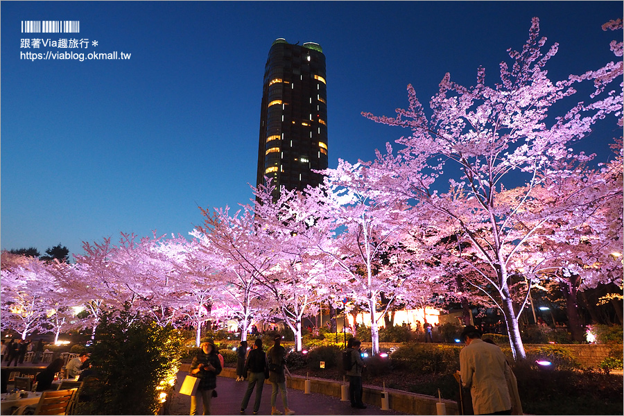 東京櫻花推薦》必去超美夜櫻景點！六本木～東京中城櫻花通(東京中城さくら坂)／一生難忘！此行最浪漫的夜櫻就在這！