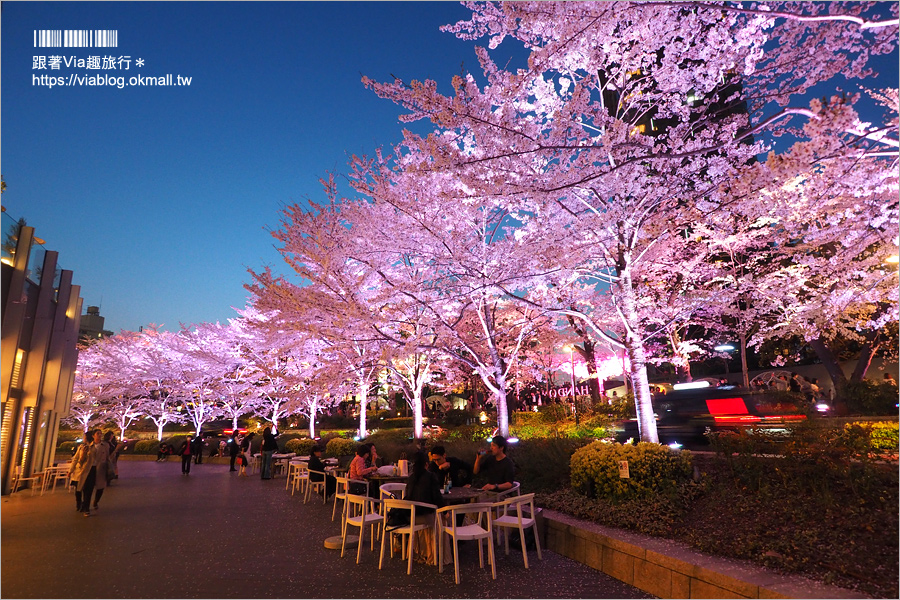 東京櫻花推薦》必去超美夜櫻景點！六本木～東京中城櫻花通(東京中城さくら坂)／一生難忘！此行最浪漫的夜櫻就在這！