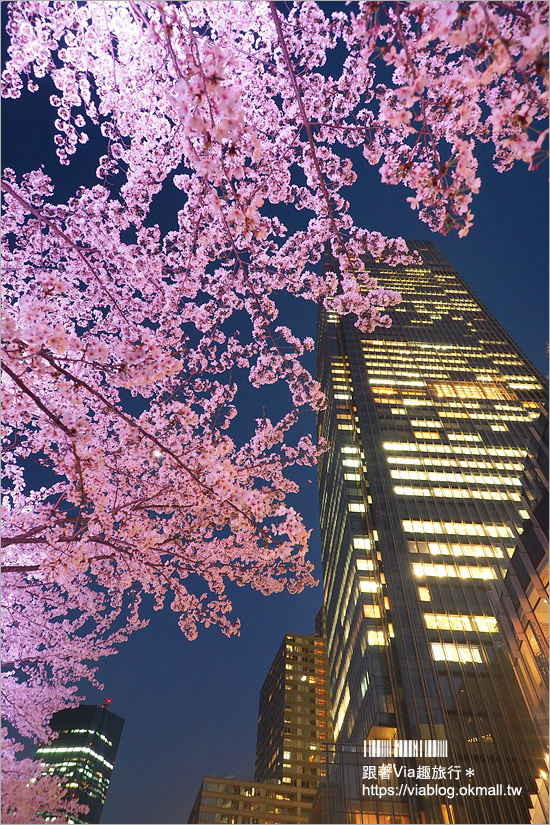 東京櫻花推薦》必去超美夜櫻景點！六本木～東京中城櫻花通(東京中城さくら坂)／一生難忘！此行最浪漫的夜櫻就在這！