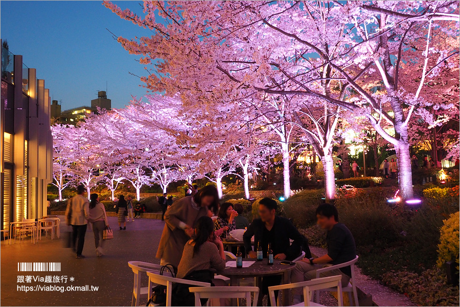 東京櫻花推薦》必去超美夜櫻景點！六本木～東京中城櫻花通(東京中城さくら坂)／一生難忘！此行最浪漫的夜櫻就在這！