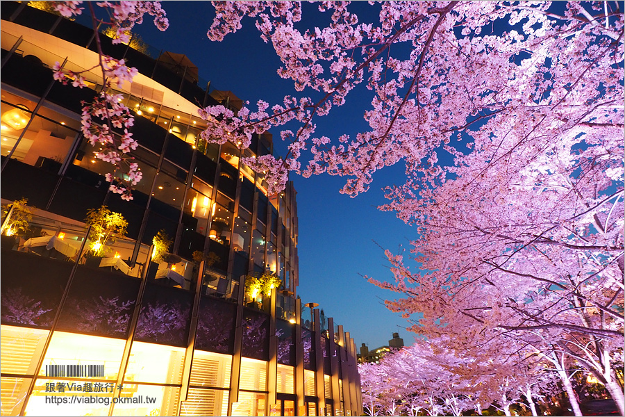 東京櫻花推薦》必去超美夜櫻景點！六本木～東京中城櫻花通(東京中城さくら坂)／一生難忘！此行最浪漫的夜櫻就在這！