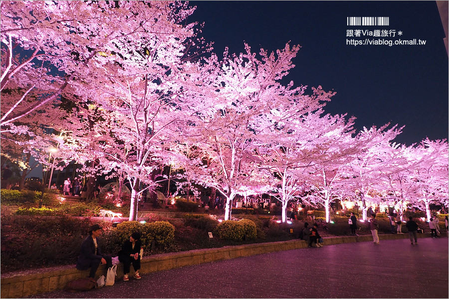 東京櫻花推薦》必去超美夜櫻景點！六本木～東京中城櫻花通(東京中城さくら坂)／一生難忘！此行最浪漫的夜櫻就在這！