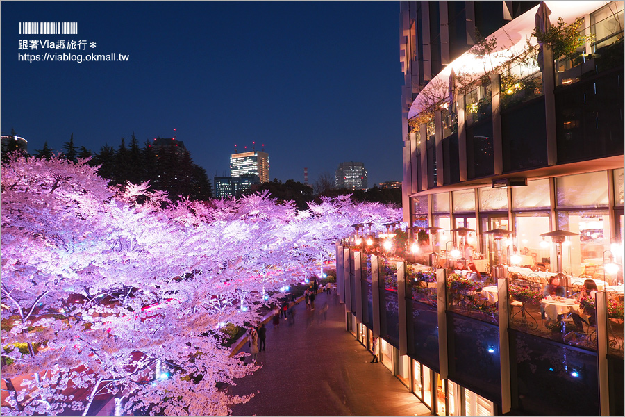 東京櫻花推薦》必去超美夜櫻景點！六本木～東京中城櫻花通(東京中城さくら坂)／一生難忘！此行最浪漫的夜櫻就在這！