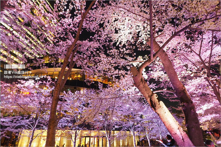 東京櫻花推薦》必去超美夜櫻景點！六本木～東京中城櫻花通(東京中城さくら坂)／一生難忘！此行最浪漫的夜櫻就在這！