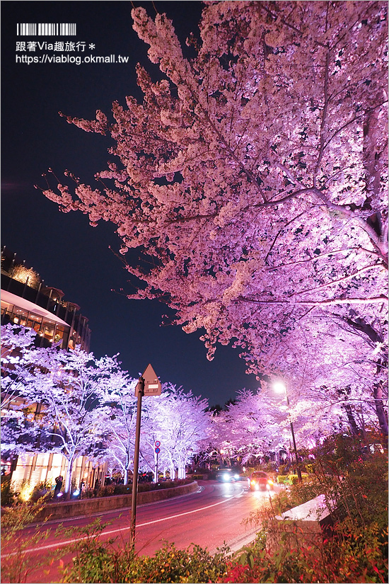 東京櫻花推薦》必去超美夜櫻景點！六本木～東京中城櫻花通(東京中城さくら坂)／一生難忘！此行最浪漫的夜櫻就在這！