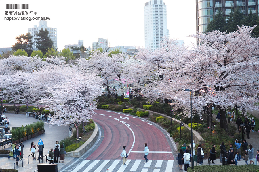 東京櫻花推薦》必去超美夜櫻景點！六本木～東京中城櫻花通(東京中城さくら坂)／一生難忘！此行最浪漫的夜櫻就在這！