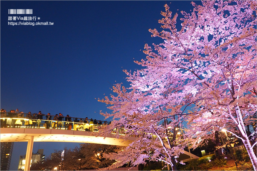 東京櫻花推薦》必去超美夜櫻景點！六本木～東京中城櫻花通(東京中城さくら坂)／一生難忘！此行最浪漫的夜櫻就在這！