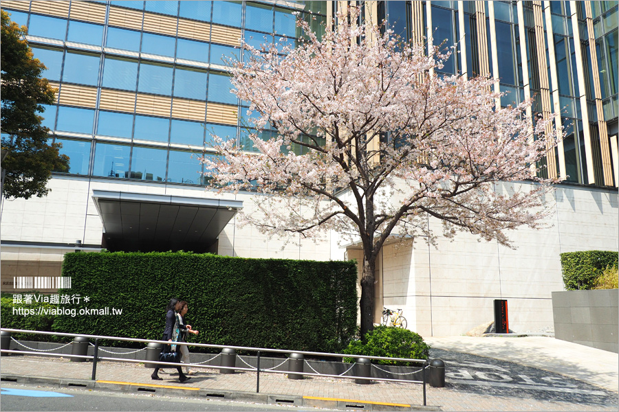 東京櫻花季》六本木櫻花景點推薦～必去！東京中城TOKYO MIDTOWN超美櫻花天橋，巧遇櫻吹雪美炸了！