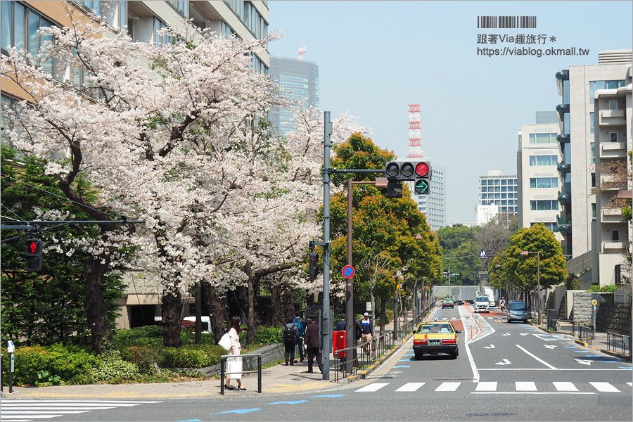 東京櫻花季》六本木櫻花景點推薦～必去！東京中城TOKYO MIDTOWN超美櫻花天橋，巧遇櫻吹雪美炸了！