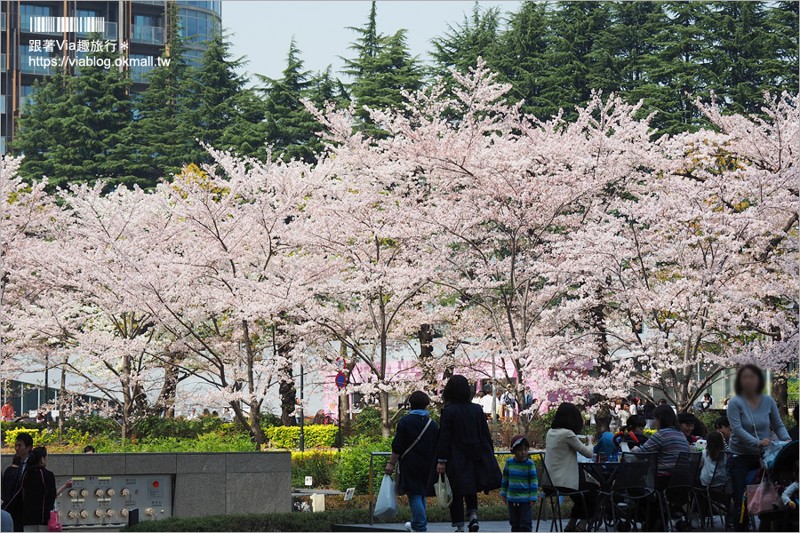 東京櫻花季》六本木櫻花景點推薦～必去！東京中城TOKYO MIDTOWN超美櫻花天橋，巧遇櫻吹雪美炸了！