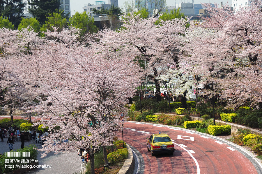 東京櫻花季》六本木櫻花景點推薦～必去！東京中城TOKYO MIDTOWN超美櫻花天橋，巧遇櫻吹雪美炸了！