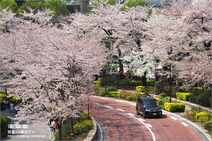 東京櫻花季》六本木櫻花景點推薦～必去！東京中城TOKYO MIDTOWN超美櫻花天橋，巧遇櫻吹雪美炸了！