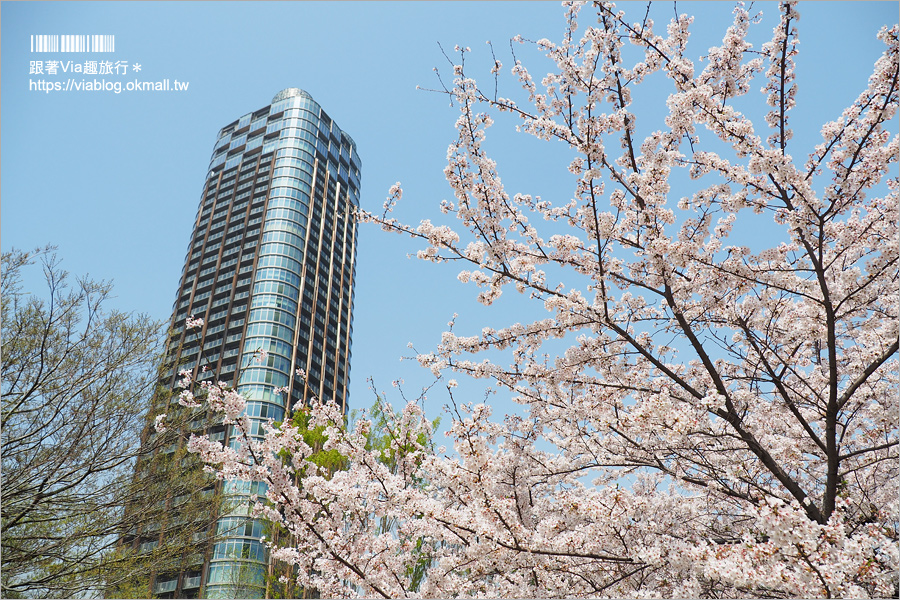 東京櫻花季》六本木櫻花景點推薦～必去！東京中城TOKYO MIDTOWN超美櫻花天橋，巧遇櫻吹雪美炸了！