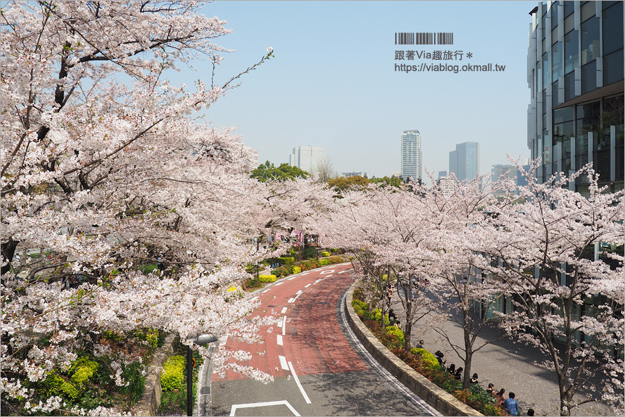 東京櫻花季》六本木櫻花景點推薦～必去！東京中城TOKYO MIDTOWN超美櫻花天橋，巧遇櫻吹雪美炸了！