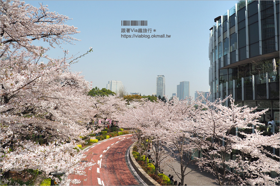 東京櫻花季》六本木櫻花景點推薦～必去！東京中城TOKYO MIDTOWN超美櫻花天橋，巧遇櫻吹雪美炸了！