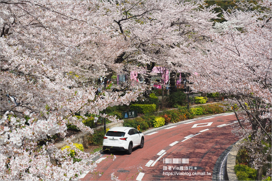 東京櫻花季》六本木櫻花景點推薦～必去！東京中城TOKYO MIDTOWN超美櫻花天橋，巧遇櫻吹雪美炸了！