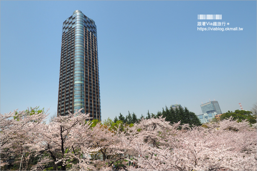 東京櫻花季》六本木櫻花景點推薦～必去！東京中城TOKYO MIDTOWN超美櫻花天橋，巧遇櫻吹雪美炸了！