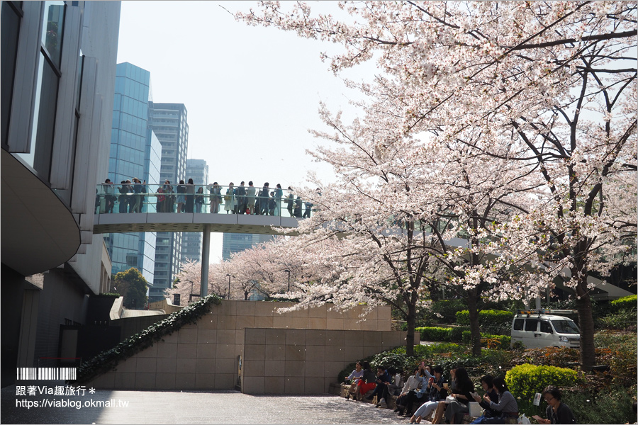 東京櫻花季》六本木櫻花景點推薦～必去！東京中城TOKYO MIDTOWN超美櫻花天橋，巧遇櫻吹雪美炸了！