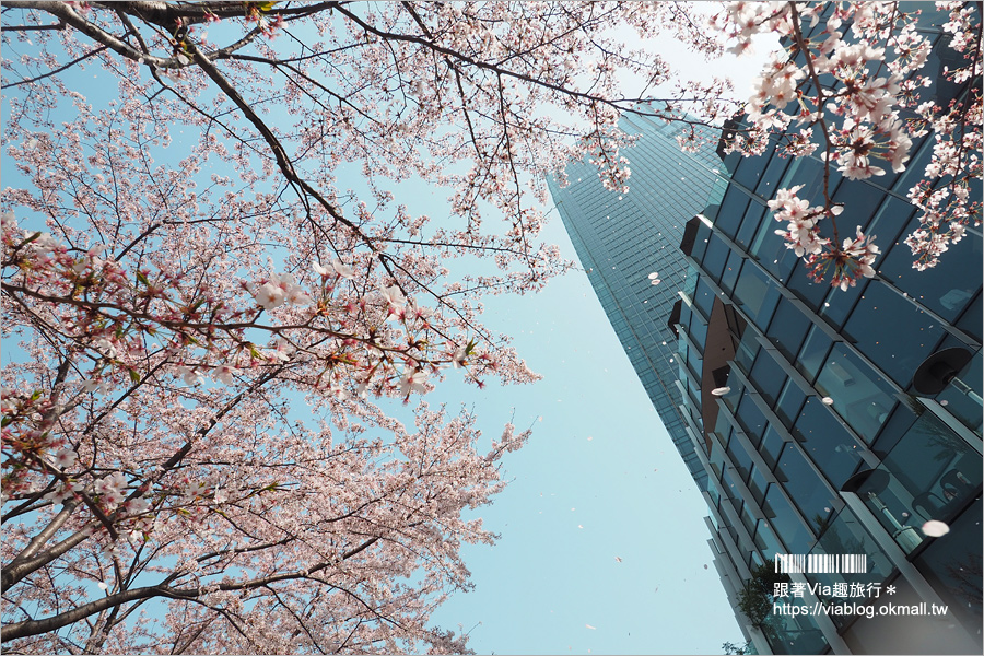 東京櫻花季》六本木櫻花景點推薦～必去！東京中城TOKYO MIDTOWN超美櫻花天橋，巧遇櫻吹雪美炸了！