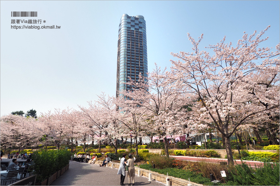 東京櫻花季》六本木櫻花景點推薦～必去！東京中城TOKYO MIDTOWN超美櫻花天橋，巧遇櫻吹雪美炸了！