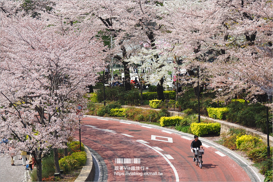 東京櫻花季》六本木櫻花景點推薦～必去！東京中城TOKYO MIDTOWN超美櫻花天橋，巧遇櫻吹雪美炸了！