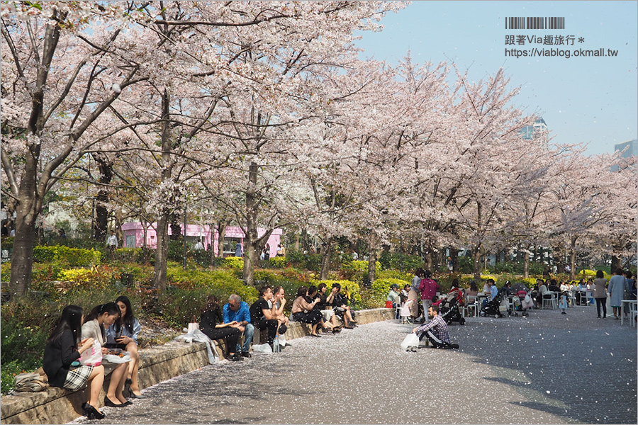 東京櫻花季》六本木櫻花景點推薦～必去！東京中城TOKYO MIDTOWN超美櫻花天橋，巧遇櫻吹雪美炸了！