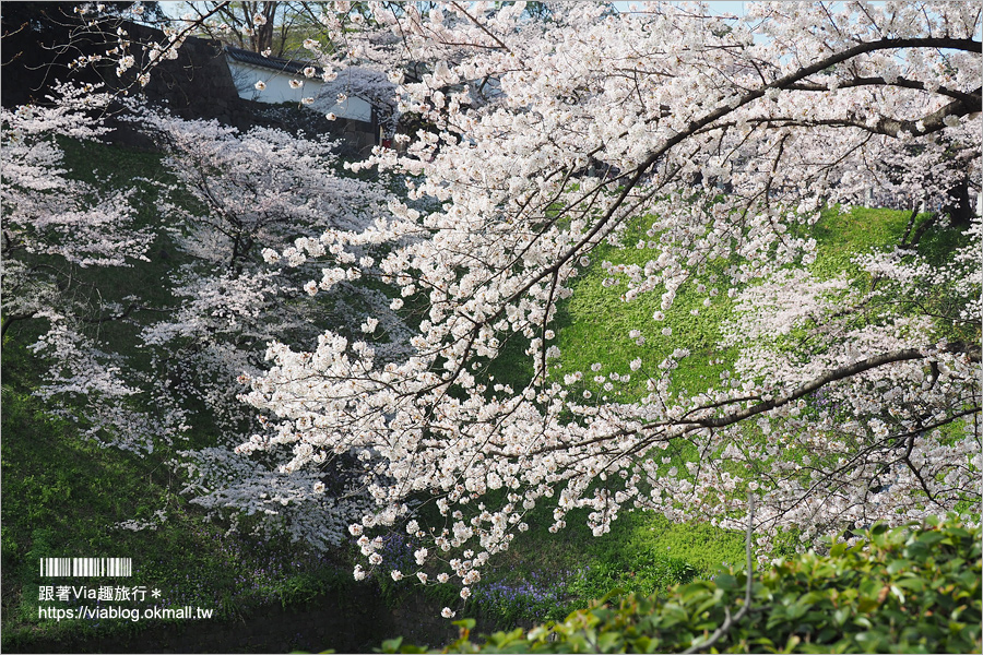 東京賞櫻》千鳥淵公園／超級推薦！東京櫻花景點～爆滿的護城河櫻花美景，划船賞櫻+東京鐵塔趣！