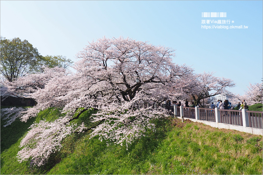 東京賞櫻》千鳥淵公園／超級推薦！東京櫻花景點～爆滿的護城河櫻花美景，划船賞櫻+東京鐵塔趣！