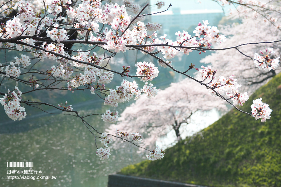 東京賞櫻》千鳥淵公園／超級推薦！東京櫻花景點～爆滿的護城河櫻花美景，划船賞櫻+東京鐵塔趣！