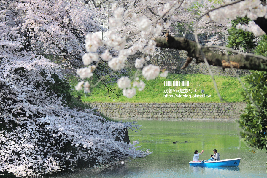 東京賞櫻》千鳥淵公園／超級推薦！東京櫻花景點～爆滿的護城河櫻花美景，划船賞櫻+東京鐵塔趣！