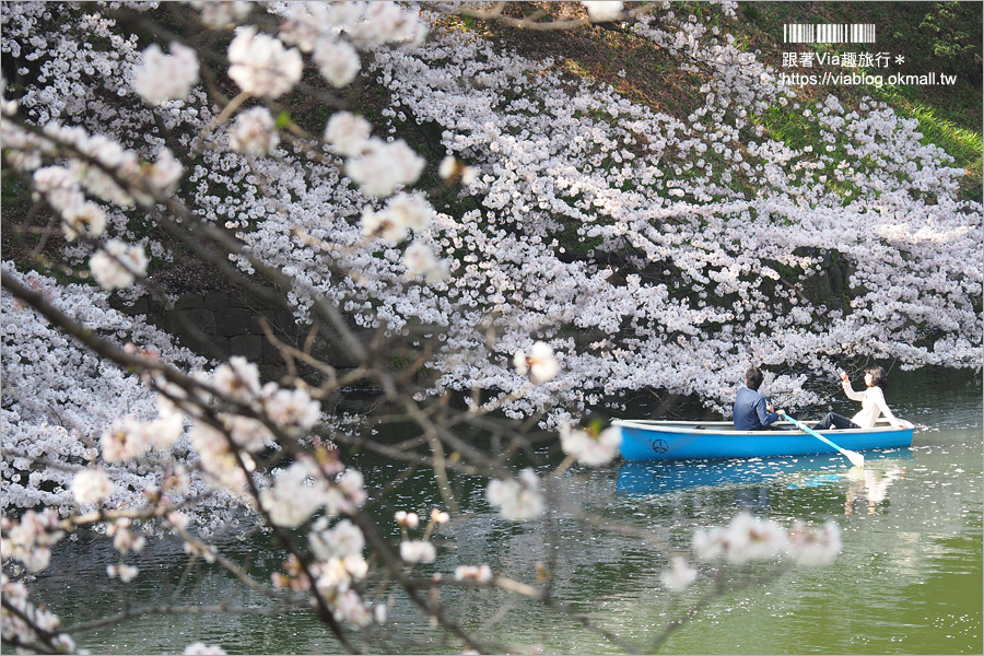 東京賞櫻》千鳥淵公園／超級推薦！東京櫻花景點～爆滿的護城河櫻花美景，划船賞櫻+東京鐵塔趣！