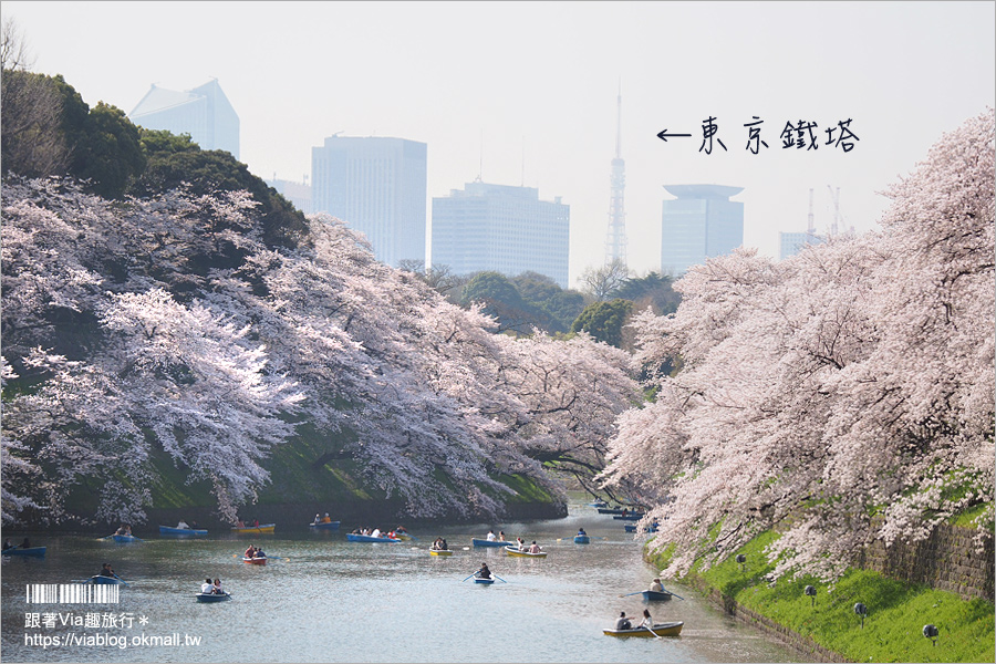 東京賞櫻》千鳥淵公園／超級推薦！東京櫻花景點～爆滿的護城河櫻花美景，划船賞櫻+東京鐵塔趣！